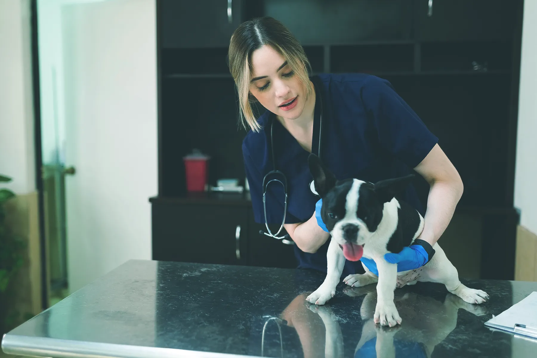 Four ways veterinary practices are using SMS